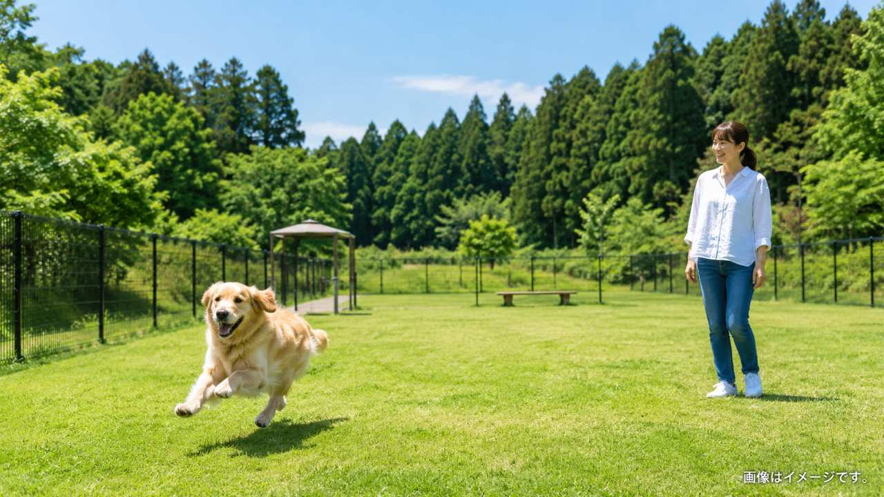 自然豊かなドッグランで楽しそうに走る犬と見守る飼い主